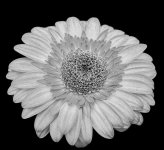DSC_0661flower8 copy.jpg