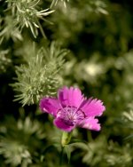 DSC_2310 -1.jpg