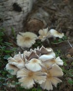 DSC_2388 -1.jpg