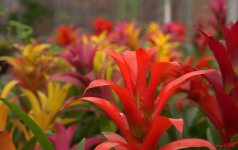 Colorful Bromalids 7-15-2016.jpg