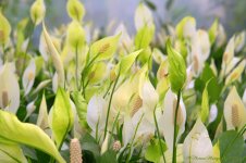 Spathiphyllum Field  7-15-2016.jpg