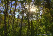 Sunstar Through the Trees 7-16-2016.jpg