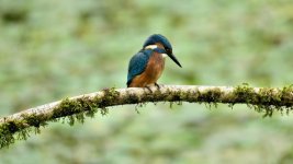 DSC_0446.jpg