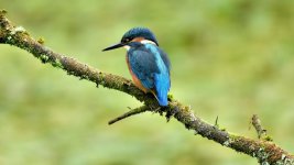 DSC_0523.jpg