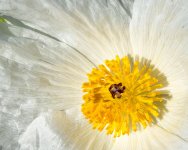 WhiteFlower-100.jpg