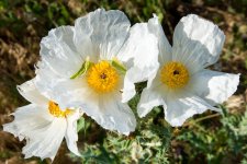 WhiteFlower-101.jpg