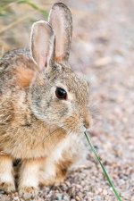 Bunny-101.jpg