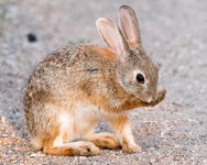 Bunny-102.jpg