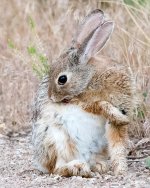 Bunny-103.jpg