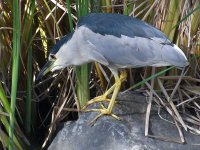 BlackHeron2.jpg