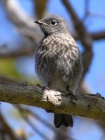 Bluebird5.jpg