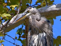 BlueHeron5.jpg