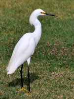 Egret.jpg