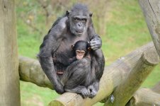 Hamilton Zoo.28.jpg