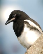 DSC_2835+magpies-0035.jpg