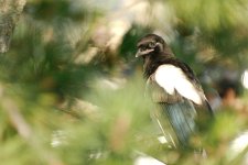DSC_2768+magpies-0044.jpg