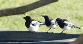 DSC_2739+magpies-0050.jpg