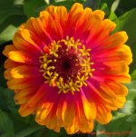 Orange and Pink Zinnia 7-17-2016.jpg