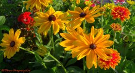 Dasiy's and Zinnia's 7-17-2016.jpg