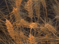 Wheat 7-17-2016.jpg
