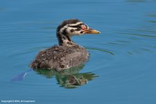Grebe_1.jpg