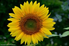 Sunflower.jpg