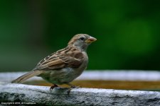 Sparrow-_1.jpg
