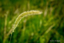 D72_0416.jpg