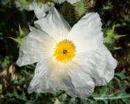 WhiteFlower-102.jpg