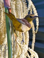 Oriole.jpg