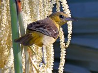 Oriole2.jpg