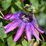 Passiflora2.jpg