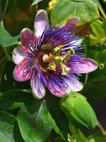 Passiflora.jpg
