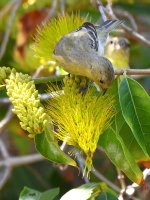 Goldfinch.jpg
