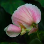 DSC_4916.jpg