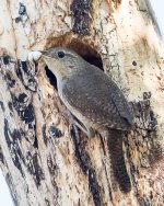 House Wren-170.jpg