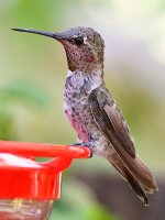 Hummer5.jpg