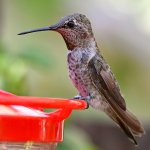 Hummer6.jpg