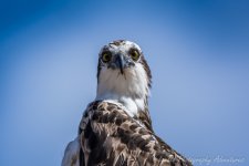 DSC_7235.jpg