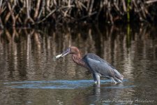 DSC_7089.jpg
