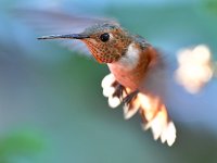 Hummer9.jpg