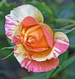 DSC_2192rose1.jpg