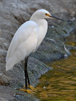 Egret.jpg