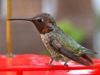 Hummer.jpg