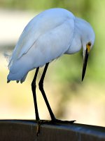 Egret4.jpg