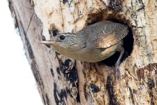 HouseWren-171.jpg