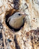 HouseWren-172.jpg