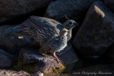 DSC_7460.jpg