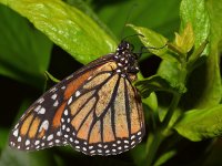 Monarch.jpg