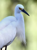 Egret5.jpg